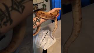 Famous red tail boa handling Profile