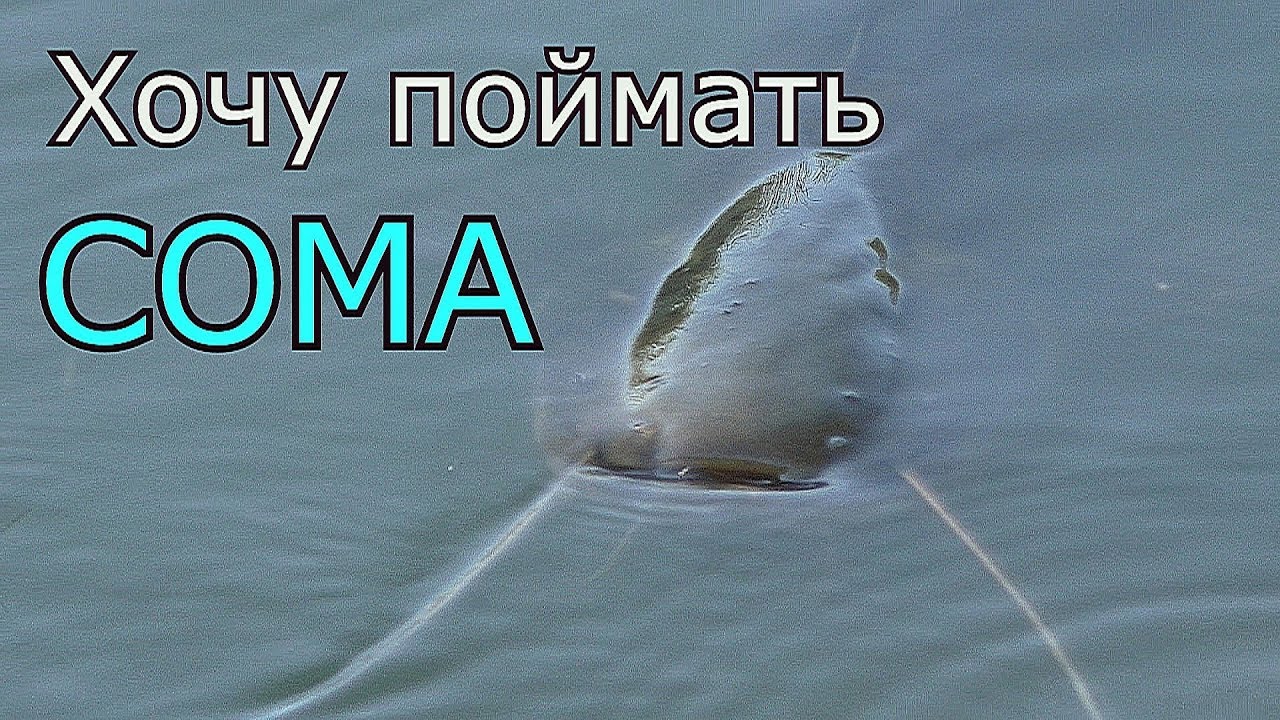 Сом на малой реке (на рыбалке). My fishing