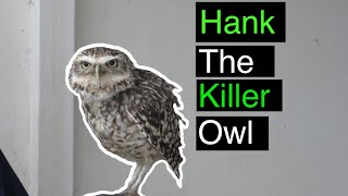 owl Hunting by Hawk Riders 383 views 1 year ago 1 minute, 33 seconds