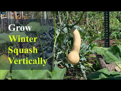 How to Grow Winter Squash vertically in 2022 (Small Space Gardening)