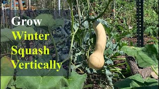 How to Grow Winter Squash vertically in 2022 (Small Space Gardening)