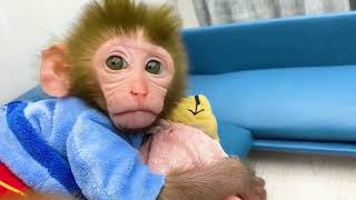 قرد يغسل الملابس وياكل مع الكلب - Monkey washing clothes and with the dog