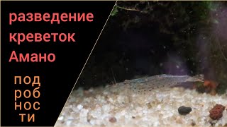 видео: Немного подробностей о разведении креветок Амано картинка: Немного подробностей о разведении креветок Амано