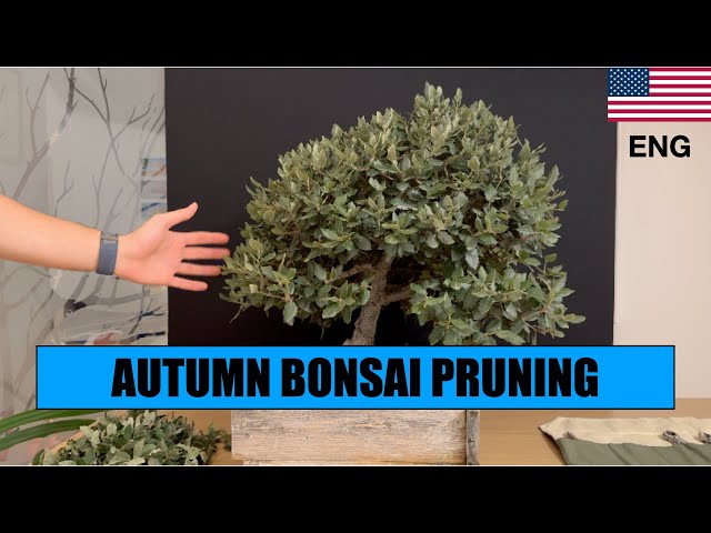HOLM OAK BONSAI AUTUMN PRUNING - YouTube