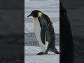 Penguin in Snow ❄️🐧 | AI Wildlife #wildlife