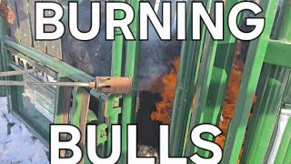 Torching Of The Bulls In The @LakelandDirect Chute
