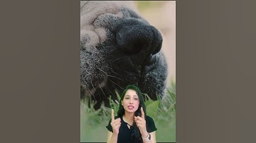 Dogs can ‘see’ with their noses