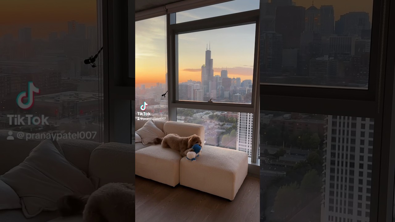 Goldendoodle over Golden Sunsets. 