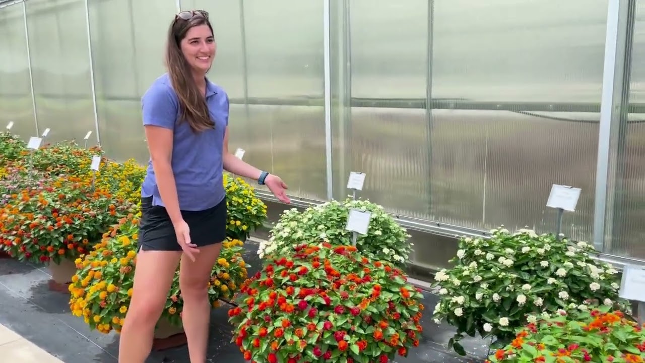 Lantana Portfolio Overview - Lucas Greenhouses Summer Trials 2024