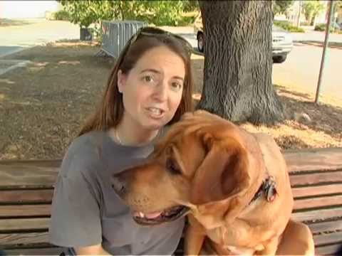 Guide Dog Puppy