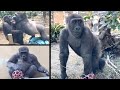 小さく細く、弱々しくて心配されてた赤ちゃんゴリラの大逆転劇！⭐️Gorilla【京都市動物園】A baby who was small and skinny has grown so strong.