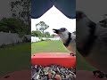 #everythingnature #birdfeedercamera #backyardwildlife #birdwatching #bluejay #cardinal