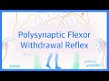 Polysynaptic Flexor Withdrawal Reflex: Reciprocal Inhibition & Crossed Extensor Reflex