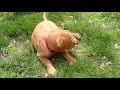 Cute labrador puppy tasting a peach for the first time!