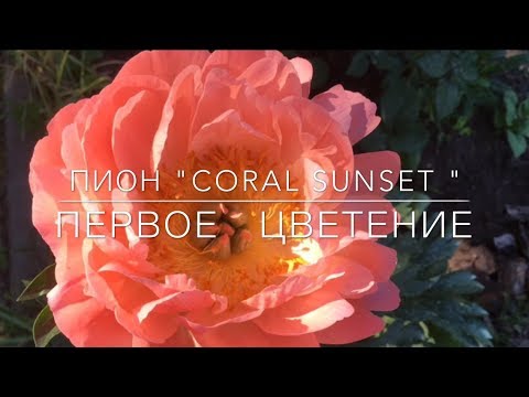Пион Coral Sunset / Корал Сансет / Первое Цветение