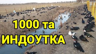 1000та урдак бизнеси сотилябди