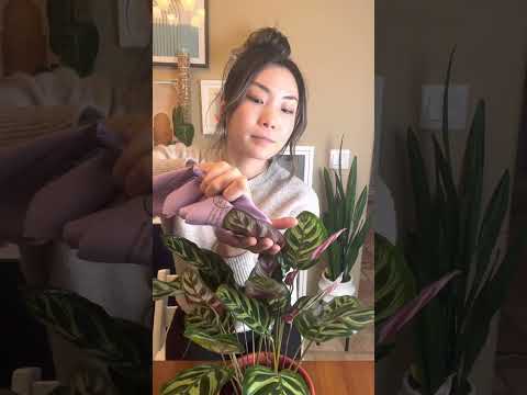 Video: Peacock Plant Care – Pflege von Calathea Peacock Zimmerpflanzen