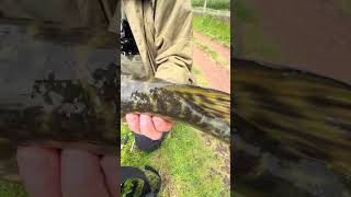 Biggest pike caught from the local stretch of canal took a shine to a mepps spinner #pike #fishing