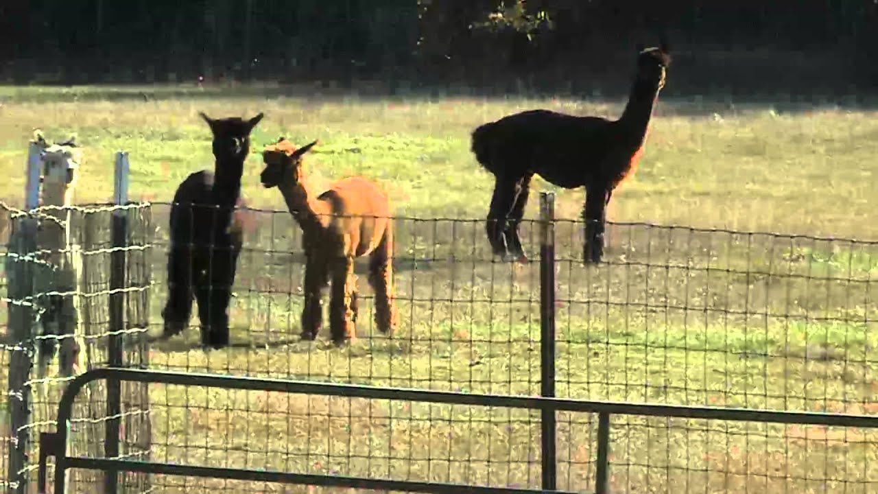 CUTE ALPACAS GOING CRAZY