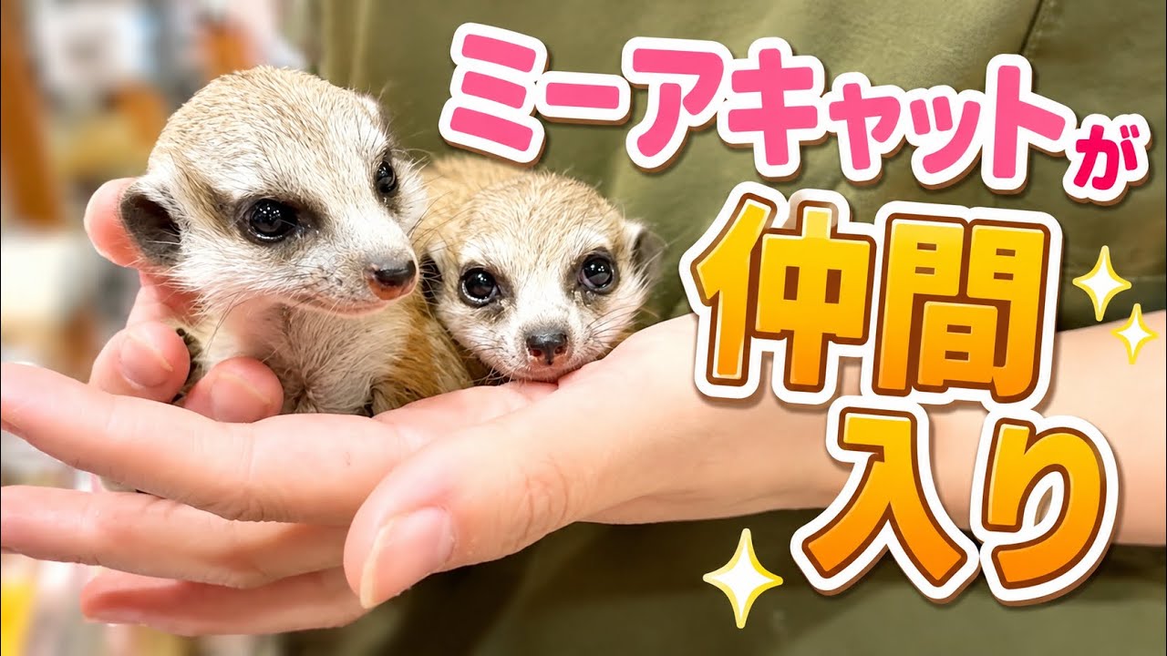 ミーアキャットさん ミーアキャットが仲間入り✨（熱帯倶楽部東川口本店） - YouTube
