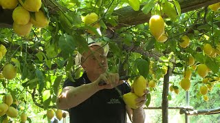 مزارعو الليمون الحامض في بساتين أمالفي الإيطالية...