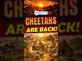 🌍 Project Cheetah: The World’s Boldest Wildlife Comeback! | UPSC