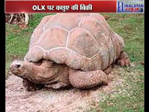 Indian Roofed Turtles Ad on OLX 