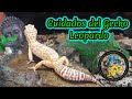 Guia de cuidados del gecko leopardo eublepharis macularius