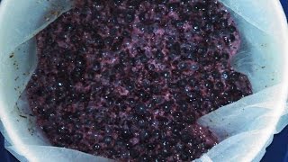 Managing The Fruit Cap Melomel Mead in Primary