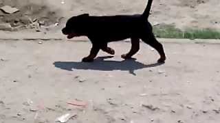 Devil Dav Vom Kennel 34 Days Old...