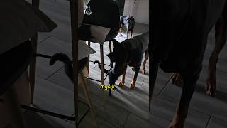 Rasa agresywna, ale czy na pewno doberman?