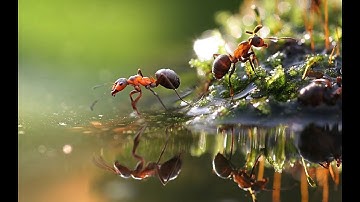 سورة الحجرات ، القارئ عبدالله الكندري ، (ربع الحزب 52)