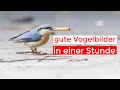 Gute Vogelbilder in einer Stunde..? | Foto-Challenge mit @Fabian Fopp - Naturfotografie