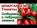 Как собрать семена гибридных томатов