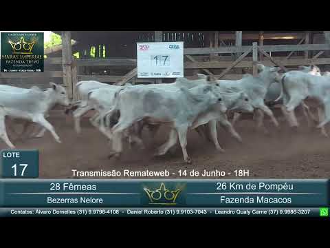 Lote 17 - Leilão Gado de Corte Haras Imperial & Convidados