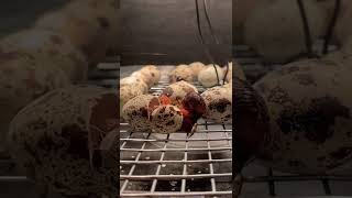 Baby Quail Hatching
