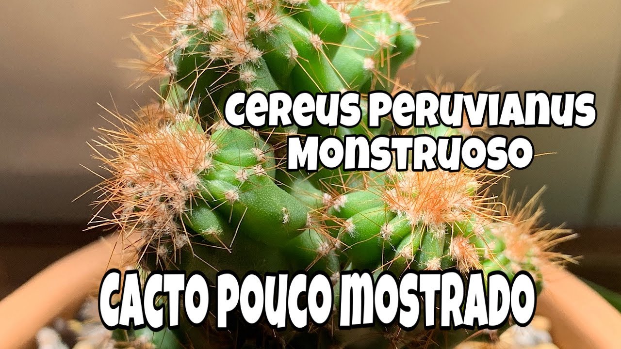 Cacto Cereus Peruvianus Monstruoso - Dicas de Cultivo - thptnganamst.edu.vn