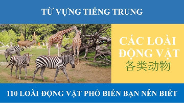 【PINYIN】TỪ VỰNG TIẾNG TRUNG VỀ ĐỘNG VẬT 【Animals in Mandarin Chinese】_T82