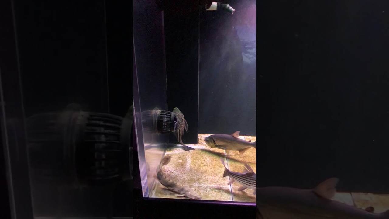 camera iphone 8 plus apk Endli Bichir