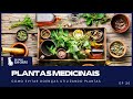 Descubra o PODER das Plantas Medicinais na criação de Galinhas | EP 09