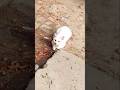 Funny 🤣🤣🤣#funny #cat #youtubeshorts #shorts #viral