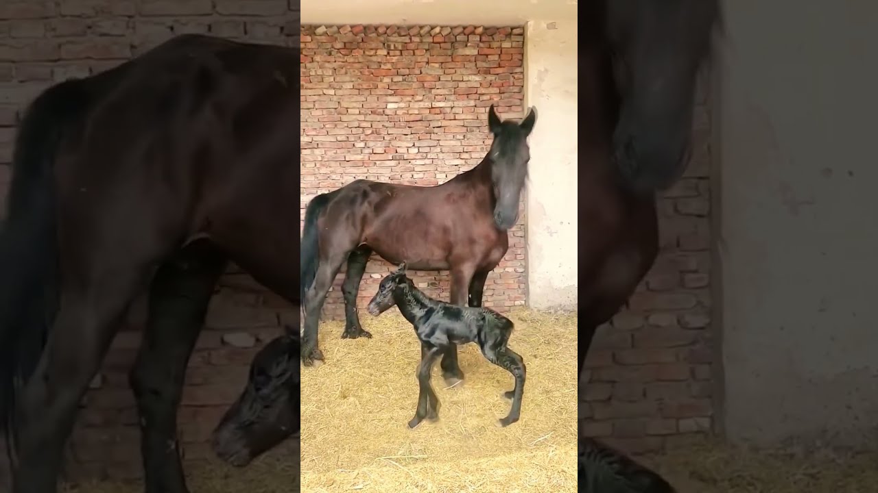 The Process Of Recording First Steps A Little Horse Forsale