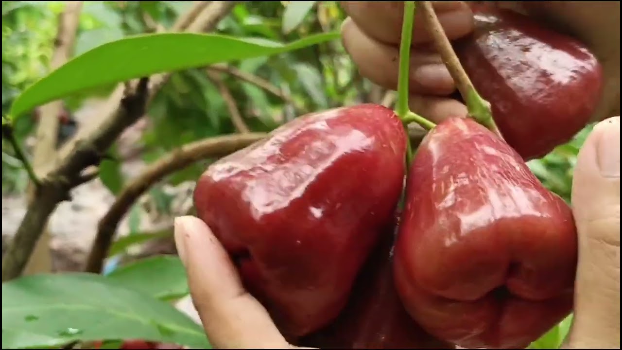 PANEN, PANEN & PANEN TERUS.. JAMBU MUTIARA HITAM ( genjah, manis & lembuuut)
