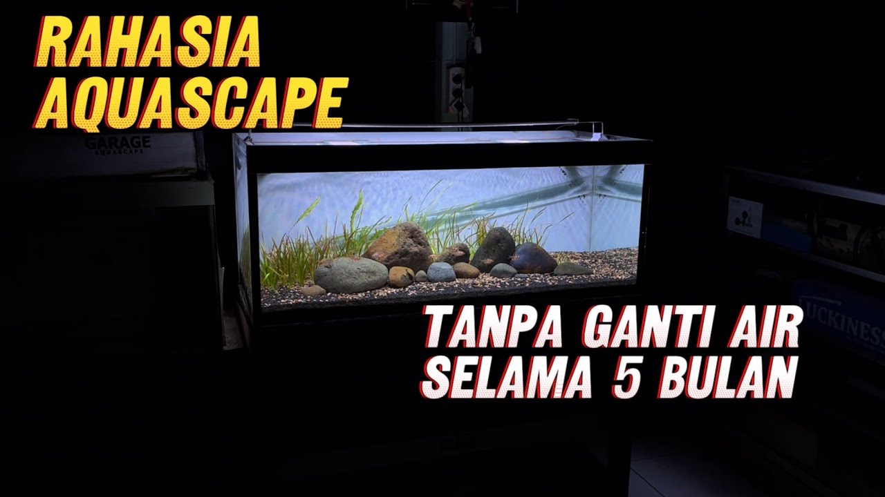 UPDATE Tank Aquascape Pakai Tanah Low Maintenance Tanpa Ganti Air