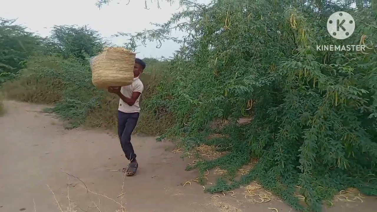 ثمار السيسبان للاستخدام الحيواني 