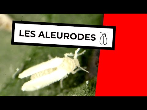 Vidéo: Garden Ravageurs Aleurodes : contrôler les aleurodes dans le jardin