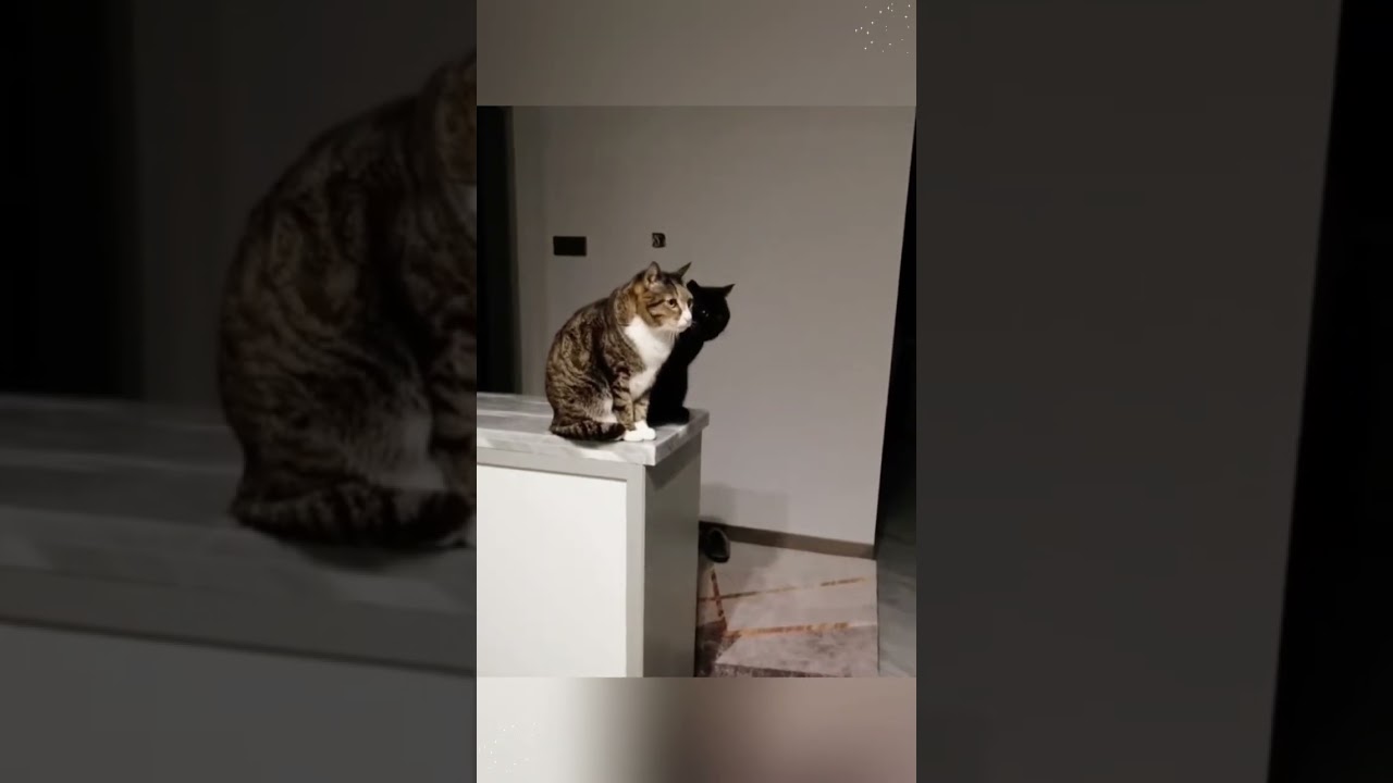 The Cat Staring into the Abyss  