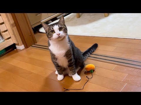 ワイルドに噛み切ったのを可愛い顔でごまかす猫