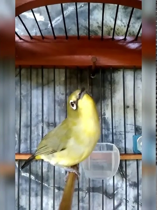 Pleci nembak ziper jangkrik Trisna teguh