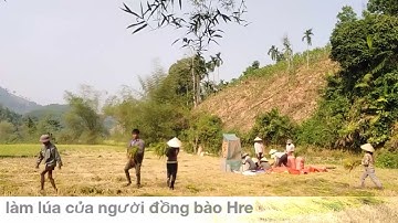Toàn Cảnh Làm Lúa Của Người Đồng Bào Hrê